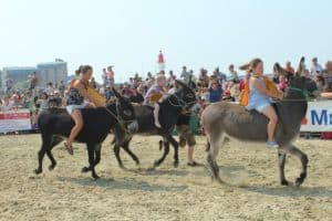 Course d'ânes avec public sur la plage